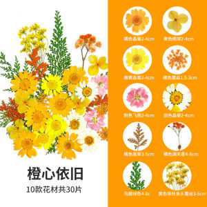Creative Transparent Flower Pressing DIY Leaf Specimen Bookmarks Autumn Season Plant Material Self-Sealing Bag Collecting Album Bottle