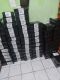 SEPATUSHOES17