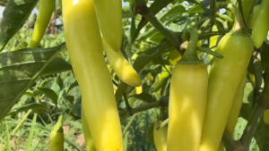 Hạt giống ớt sừng HM Clause Ferelo 999(1gam) tàm 800-900 hạt