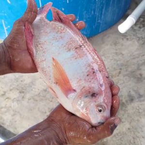 FISH - Red Tilapia / Ikan Tilapia Merah FILLET 红非洲鱼片 (150g-200g/pack) Fresh from farm Local pond-raised Recirculating bio system water 100% pallet fed