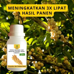 Pupuk Langsat Cepat Berbuah / Pupuk Pelebat Buah Langsat / Pupuk Booster Langsat Cair