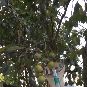 Brightbling Fruit Picker Harvesting Picker Head Fruit Picking Basket Fruit Catcher Garden Scissors