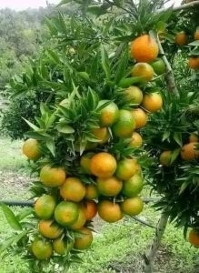 Bibit Buah Unggul Jeruk Trigas Yang Jumbo Meliliki Rasa Manis 🌱Cocok Untuk Di Pot Maupun Di Lahan Bibit Semua Sudah Berbuah Pengen Buahnya Tinggal Metik Didepan Rumah Loh  Pembayaran Bisa COD Bayar DiRumah Jadi Aman Yuk Di Cekout