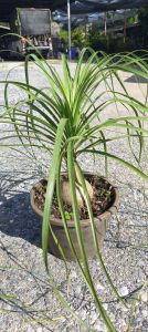 แซ่้ากระถาง 11 นิ้ว