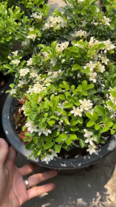 แก้วแคระ แก้วแคระพวงมณี ดอกหอม ต้นกระทัดรัด Dwarf Murraya Orange Jasmine