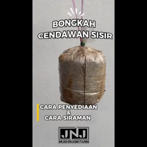 Bongkah Cendawan Kukur/Kulat Sisir