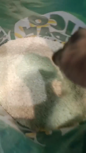 Buko Pandan Premium Rice 5kg-25kg - White Rice - Natural Ingredients