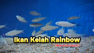 Kelah Rainbow 7-8cm ( Rainbow Mahseer Fish)