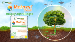 (Mappacific Singapore) Mataxyl 500WP Gói (100G) - HÀNG XỊN DIỆT NẤM BỆNH - Hàng Hiệu Chính Hãng