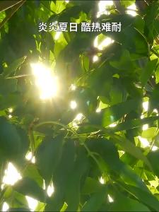 XINGFUXIAOGOU | Cooling Pet Mat