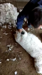 Pisau Geser Pemangkas Bulu - Mesin Pemeliharaan Hewan Cukur Bulu Sheep Pangkas Rambut Hewan Ternak Sisir