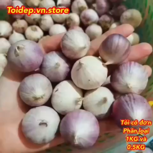 TỎI CÔ ĐƠN LOẠI 1 CỦ TO LỰA TỪNG CỦ ĐẠT Chuẩn OrganicKO HƯ CỦ NÀO (TỎI TÍM HẢI DƯƠNGHÀNH TÍM PHAN RANGHÀNH TÍMtỏi đentỏi tím