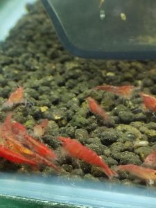 Cherry Shrimp - Neocaridina Shrimp 10 free 1 / 20 free 3