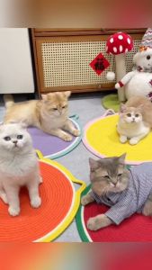 ที่ลับเล็บแมว2in1 ที่ขูดเล็บ ของเล่นแมว ที่ลับเล็บแมว ฝนเล็บแมว ที่ฝนเล็บแมว ที่รับเล็บแมว