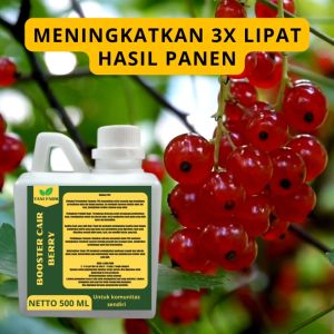 Pupuk Buah Berry: Pemilihan & Penggunaan yang Tepat