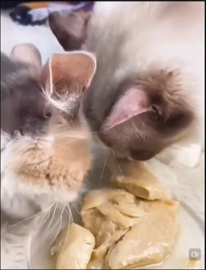 Pet Steam Chicken Breast Masti Soft Chicken For Cats & Dogs 40g