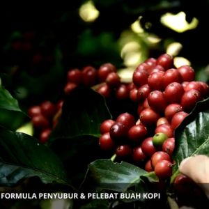 Obat Pelebat Kopi / Pupuk Cair Semprot Pelebat Buah Kopi Penyubur Buah Kopi / Obat Tanaman Kopi