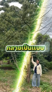 ฟื้นฟูต้นทุเรียน ชุด3กำลัง น้ำตาลทางด่วน+อะมิโนทางด่วน+อามีน่ากรีน+ไอ้เน่าแคปซูล รวม 3ขวดๆละ1ลิตร