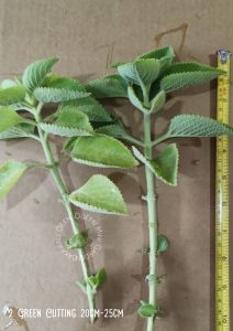 Mexican Mint/ Bangun-bangun