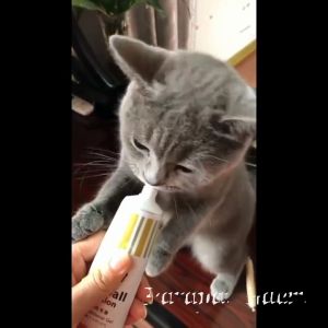 Dorrikey Nutritional Gel 120 Gram Pasta Vitamin Anjing & Kucing - Daya Tahan Tubuh - Penambah Nafsu Makan dan Pertumbuhan Bulu