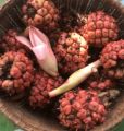 buah honje,buah kecombrang,asam cekala,. 