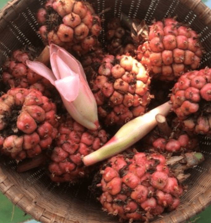 buah honje,buah kecombrang,asam cekala,