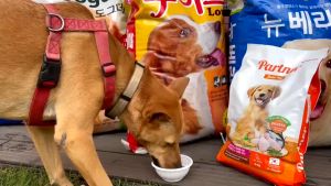 Bao 20kg (20 gói 1kg) thức ăn chó zoi dog dành cho chó ta và chó cỏ