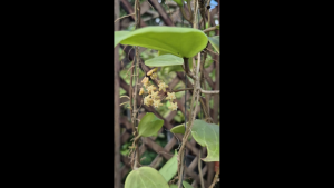 Hoya ต้นไม้เลี้ยงง่าย (Hoya vitellina)