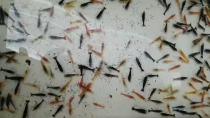 tép loạn màu - trang trí hồ
