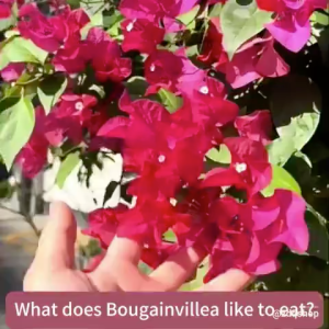 Bougainvillea Special Fertilizer Pellets 425g | Long Lasting Effect Bloom Booster for More Flowers & Longer Blooming