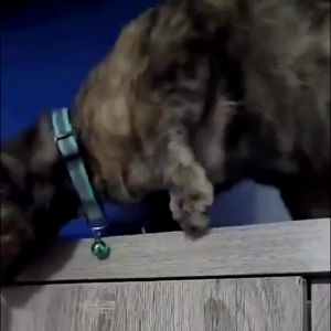 ปลอกคอสัตว์เลี้ยง ปลอกคอแมว ปลอกคอสุนัข รุ่นสะท้อนแสง/มีลายดอกไม้ พร้อมระฆัง ปรับได้ การป้องกันสัตว์เลี้ยงไม่ให้หายไป