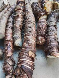 Củ bạc hà núi -núi Cấm An Giang 10kg