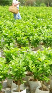 ดอกพูดซ้อนกลิ่นหอมมาก (Gardenia) 8 นิ้ว / 60-70 ซม. ไม้ประดับ ไม้มงคล ไม้ดอก