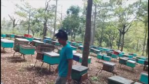 Madu Hermon - Madu Multiflora Raw Murni dan Organik 1 kg (Produk Sertifikat P-IRT)