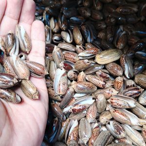 cangkang kerang ecer - kerang Keleng - cangkang kelengkeng hitam - kerang dakon - bahan kerajinan