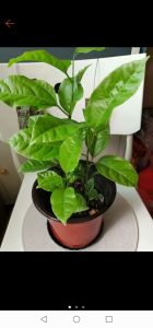 Passion Fruit Plant (Yellow) Organic
