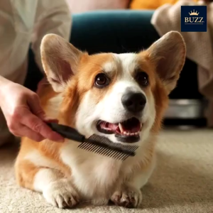 อาหารสุนัขพรีเมียมโฮลิสติก-เกรนฟรี สูตรเนื้อปลาแซลมอน สำหรับสุนัขโตพันธุ์กลาง-ใหญ่ 800g