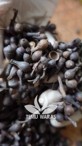 Bersih!! Biji Ceplikan 100gr atau Ceplik Sari Kering Asli Hutan