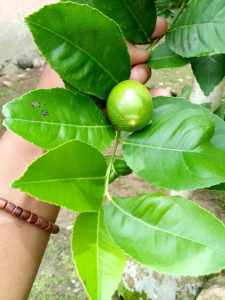 Daun Jeruk Nipis Segar Bugar (Netto 150 Gram) Aroma Terapi Dressing Masakan Kualitas Super