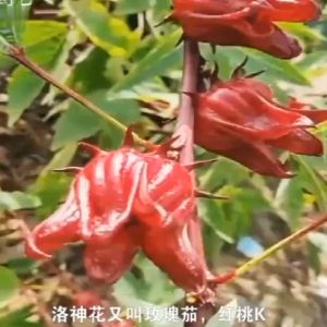 Biji Benih Rozel Merah Red Roselle Ribena Seeds Asam Belanda Boleh Tanam Dalam Pasu - GSH Gardening