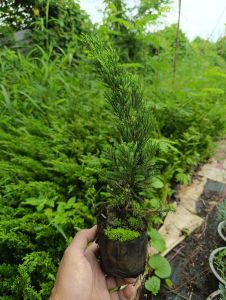 ต้นสนมังกร ถุงขนาด2.5×7สูง23-35 ซ.ม