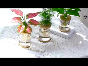 Water Plant Pot Plastic Transparent Hydroponic Complete Set Indoor Flower Pot Garden Supplies Home Decor Office Desk