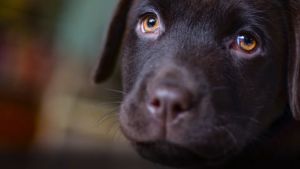 กำจัดหมัดและเห็บสำหรับสุนัขและแมว 1000 มล - ปลอดภัยและมีประสิทธิภาพ