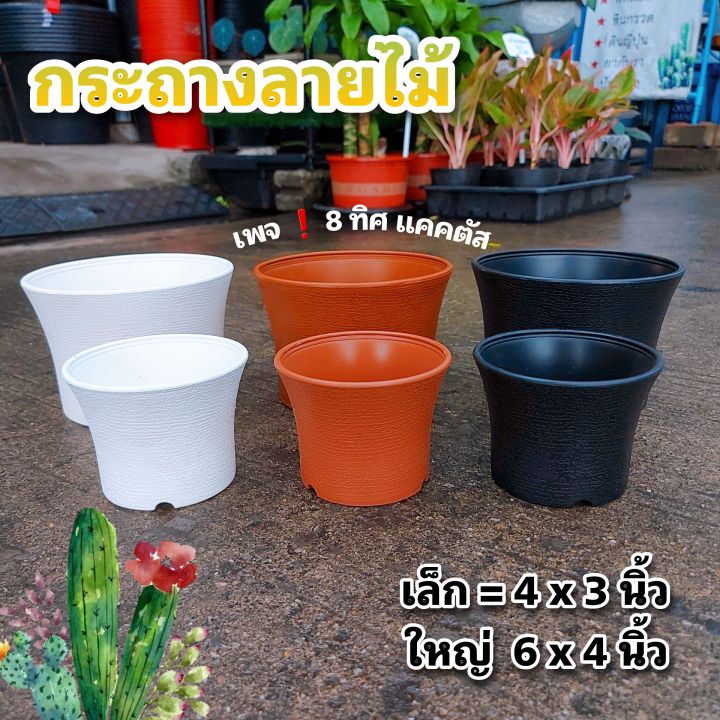 กระถางลายไม้สำหรับแคคตัส 4 & 6 นิ้ว หลากสี