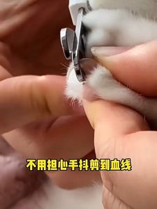 Pet Nail Clipper Stainless Steel Cat Nail Clipper Dog Professional Nail Trimmers with Safety Guard Nail File Nail Grooming Tool