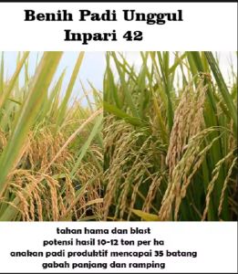 Benih bibit padi INPARI 42 JUMBO BERKUALITAS TERBAIK kemasan 1kg