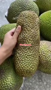 Bibit Cempedak Super Okulasi Cepat Berbuah