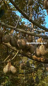 Bibit Durian Bawor Asli Tanaman Buah Okulasi Jumbo Super Unggul Tabulampot Duren Pusat Bibit Agrari