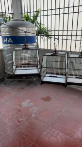 Lồng chim chào mào tự ráp nan cáp quang lồng chào mào cáp quang giá rẻ miễn phí vận chuyển