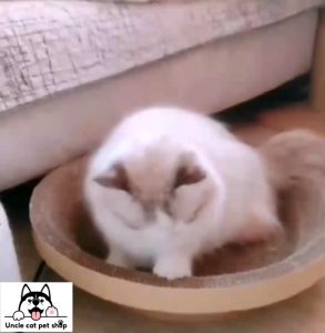 กระดาษลับเล็บแมว หลายแบบหลายขนาด ที่ลับเล็บกระดาษลูกฟูกแ